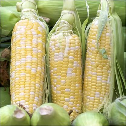 Biosnyg QCO-17 Peaches & Cream Sweet Corn (Zea mays) Seed