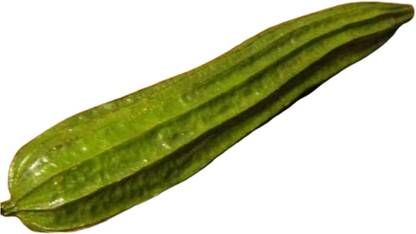 VibeX GBPUT-78 - Angled Gourd/Ridge Gourd - (900 Seeds) Seed