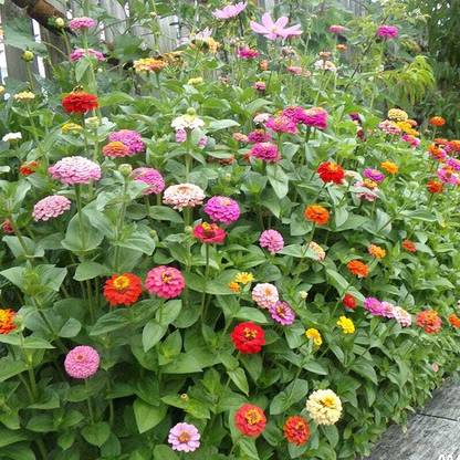 CEZIUS Easy to grow Zinnia Mix Seed
