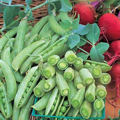 CYBEXIS Grow Garden Pea Seeds800 Seeds Seed