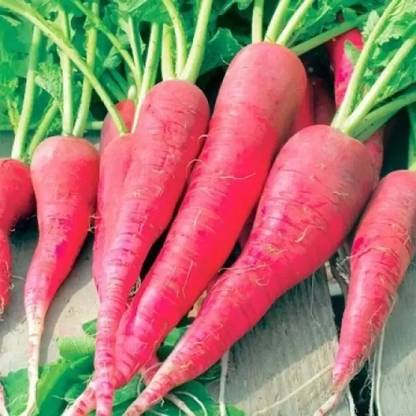 MAA Radish Red, Muli Seed