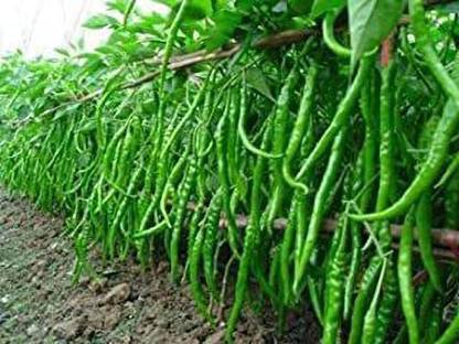 SHRI JI Chilli Seeds Hot (Pack of 3) Seed