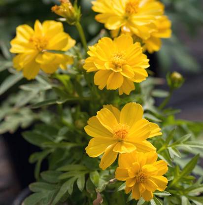 Quentova Cosmic Yellow cosmos Seed
