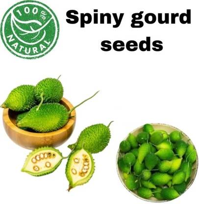 VibeX Spine gourd Seeds, Kantola (कंटोला) ककोड़ा[10 Gms, 50 Seeds] Seed
