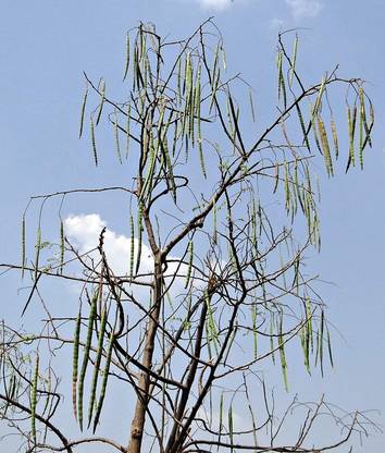 CHILLATAI Murungakkai / Chedi Murungai / Drumstick Seed
