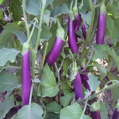 Aywal Squarrel lines Brinjal/eggplant Seed