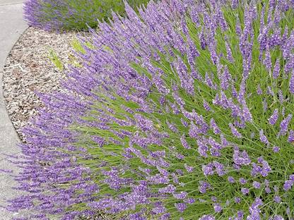 VibeX VVI-55 - Lavender Provence Blue Flowers - (250 Seeds) Seed