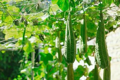 CYBEXIS LX-30 - Ridge Gourd |Turia Non-GMO - (300 Seeds) Seed