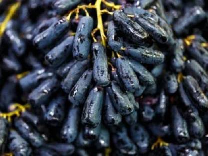 PASCLE Black Finger Grape Extra Super Sweet Seed