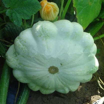 KNESSiN Flying Saucer Pumpkin Seed