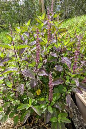 SUNWAN Holy Tulsi Basil 'Krishna' (Ocimum sanctum) Seed