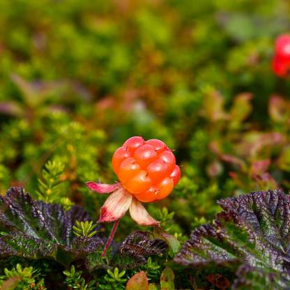 DeodarSeeds Cloudberry Seeds, Rubus chamaemorus Seed