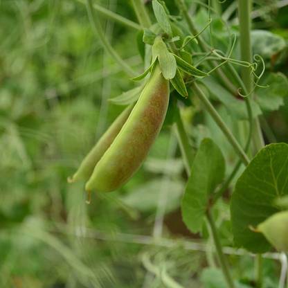VibeX ® XXL-237 Spring Blush Sugar Snap Pea Seed