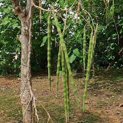CYBEXIS GBPUT-78 - Moringa oleifera Drumstick Tree - (450 Seeds) Seed