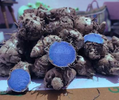 Josan Brothers Original Black Turmeric/Kali haldi/Fresh black turmeric for planting Seed