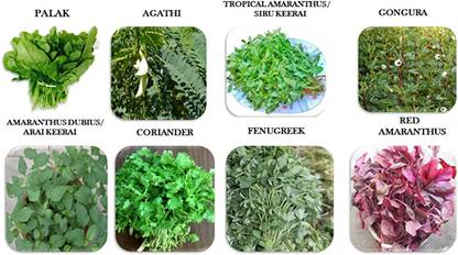 CHILLATAI Combo 8 Variety Spinach Seeds / Combo Leaf Vegetable Seed
