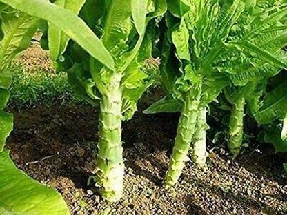 VibeX ® RXI-682 Sword Leaf Lettuce Seeds Seed