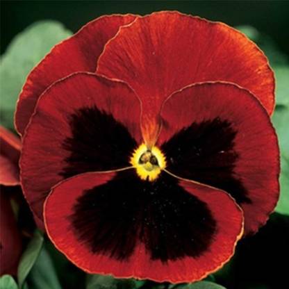 Biosnyg Pansy Flower - Delta Premium F1 Series -Red w/ Blotch-[250 Seeds] Seed