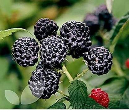Urban Turtle All Seasons Exotic Black Raspberry Fruit Seed