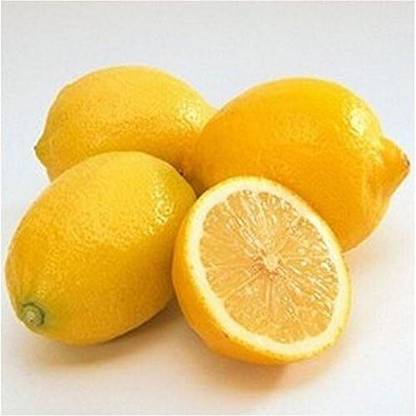 KNESSiN Certified Germination Lemon Tree Seeds Seed