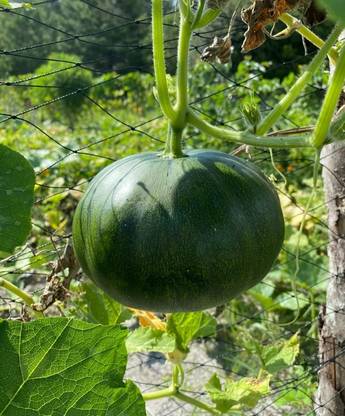 ErTh Calabaza de PR/ Pumpkin Seed