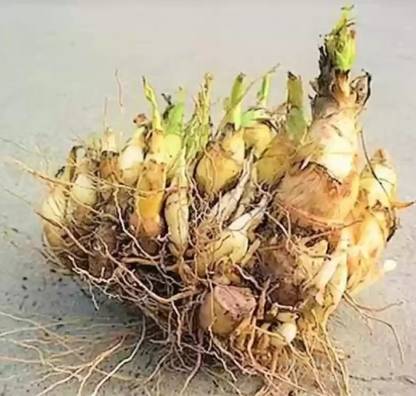 ibains Tuberose bulb plant seeds bulbs 9 Seed
