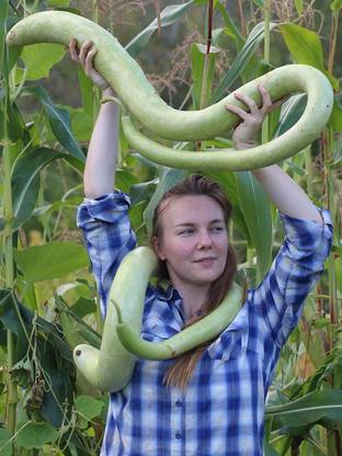 CYBEXIS GUA-32 - Calabash Long Bottle Gourd - (100 Seeds) Seed