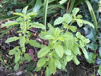 VibeX ® VLR-12 Thai Holy Basil Seeds Seed