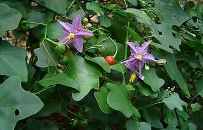 MINNAL TRADERS Climbing Brinjal /tutavalam /thuthuvalai / Solanum trilobatum Plant seeds 20 Seed