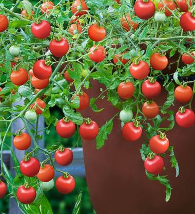 KNESSiN Tomato Tumbling Tom Red Vegetable Seeds (Cherry) Seed