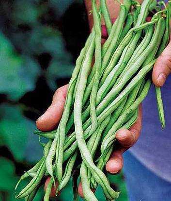 MAA Cowpea, Lobia Seed