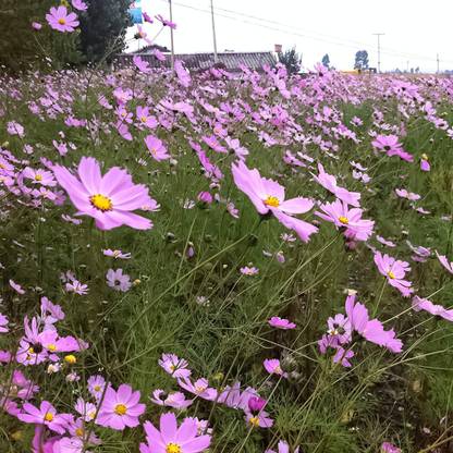 VibeX XL-80 - Ground-cover Chrysanthemum - (30 Seeds) Seed