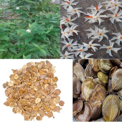 AA ENTERPRISES Harshringar, Parijat, Rat ki rani, Shefali seeds | Night Jasmine, Seed
