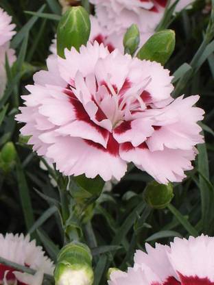 Biosnyg Dianthus, Raspberry Surprise [100 Seeds] Seed