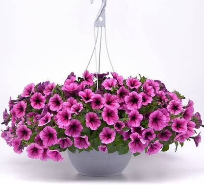 CYBEXIS NBIR-93 - Petunia - Easy Wave Rose Fusion - (60 Seeds) Seed