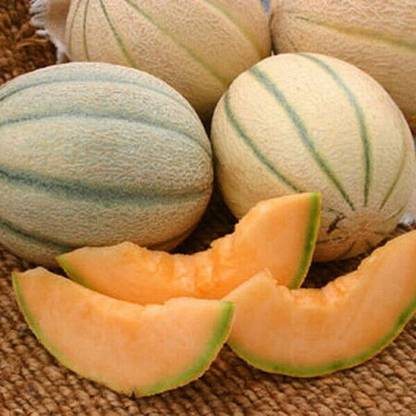 VibeX HUA-65 - Honey Rock Cantaloupe Muskmelon - (150 Seeds) Seed