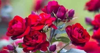 Chalisa Rose, Flower seeds Seed