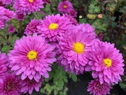 Mozette Exotic chrysanthemum Seed