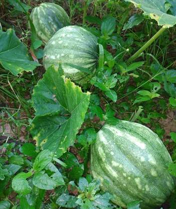 Hybrid pumpkin Hybrid pumpkin seeds highest yield Verity very good fruit 10g pouch Seed