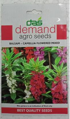 KRASHAK Camellia seeds, flower seeds Seed