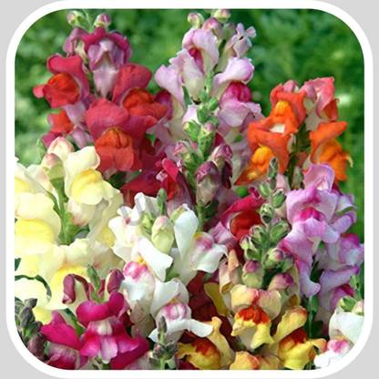 Aywal Antirrhinum Flower Tom Thumb Mix GMO Seed