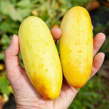 Quentova POONA KHEERA CUCUMBER SEED-CuC_1097 Seed