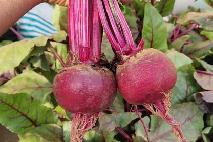 BDSresolve Beetroot seeds for sprouting Pack of 115 Seed