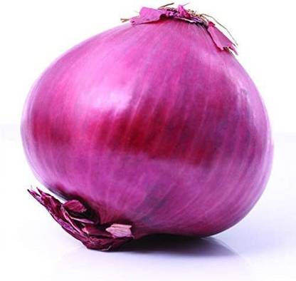 CYBEXIS Good Germination Onion Seeds -500 Seeds Seed