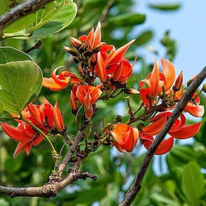 Arshiayat butea monosperma, palash, flame of the forest Seed