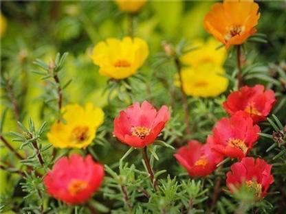 ACCELCROP 17 'o Clock Flower Seed