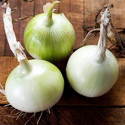 WILLVINE MAH -IV White Queen Onion [100g] Seed