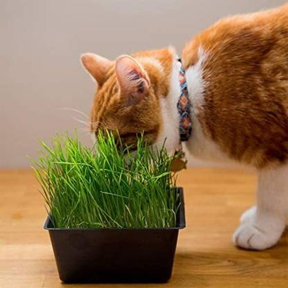 VibeX PAU-79 - Premium Hard Red Winter Wheat - (7500 Seeds) Seed