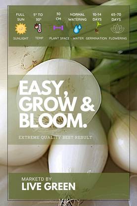 WILLVINE SYN -X Cipolla Tonda Musona White Onion [5g] Seed