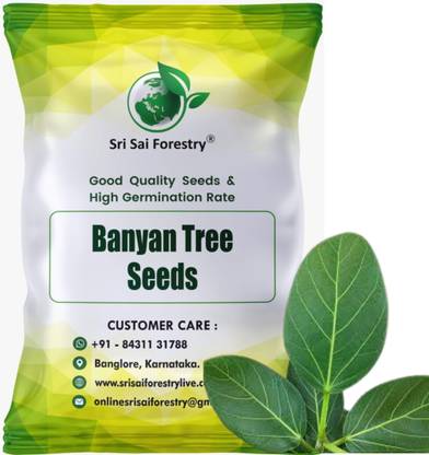 SRI SAI FORESTRY Banyan Tree Seeds, Ficus benghalensis Tree Seed